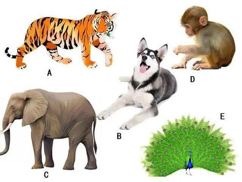 一、 自然选择驱动下的大耳廓进化机制