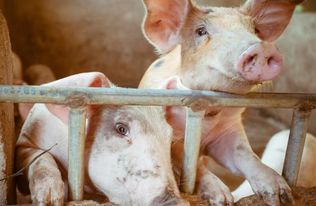 ：关于为Pork Slice  命名的思考 —— 怎样在激烈竞逐中脱颖而出并赢得市场环境青睐的关键所在！   hover me!
