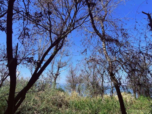 黄腊梅的玄学养护法