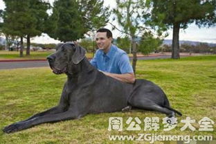 以婚女性梦见狗预示着什么有什么特殊含义？