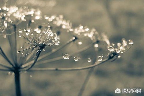 （六） 天蝎座：神秘莫测的悲伤隐藏