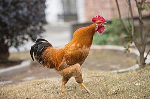 男士属鸡佩戴饰物与他的事业财富有何关联？