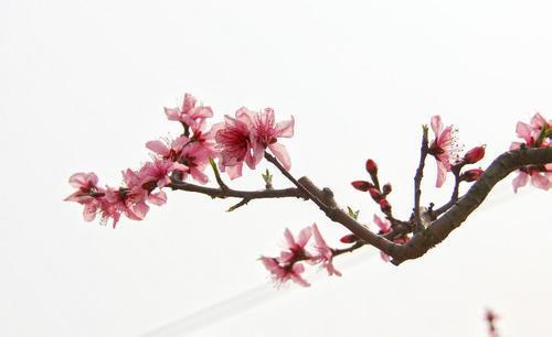 什么样的八字命理特征会让人桃花旺盛，自带桃花体质？