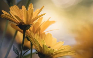 那些被命运狠狠宠爱的星座们