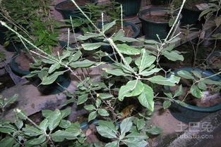 2．药用价值概述