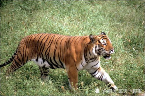 1986年属虎女性在2026年会遇到怎样的运势呢？