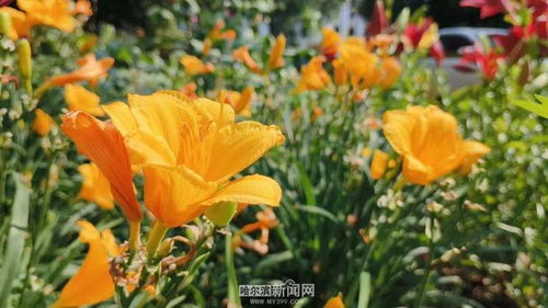 1. 宿根花卉的特性与金娃娃萱草的特殊性
