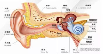 5. 耳上圆形