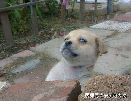 狗（忠诚老实）与射手（热情开朗）的阳光式恋人