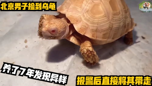 3.2 天灾前警报机制