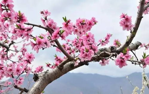 桃花刃：占有欲与自我中心