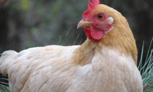 一、鸡年出生的“鸡宝宝”到底怎么回事？