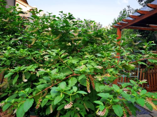 ：对“房前不栽树， 屋后不种花”之命题的学术审视