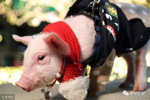 27岁！猪猪们的第一个爱情炸弹！