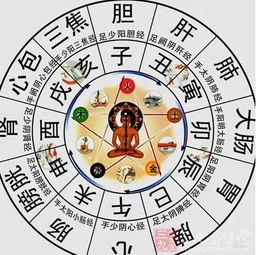 一、 子时前入睡与夜间生理状况节律的对应关系