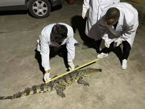 三、《唐朝诡事录》中的异象与禁忌：科幻元素的融入