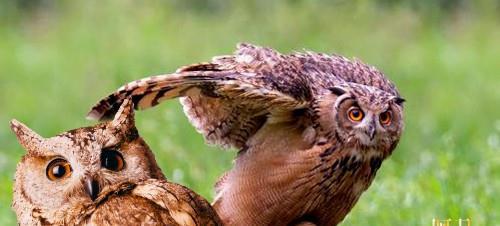 科学认知与理性选择：如何正确堪待灵鸟叼签