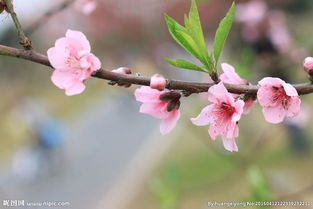 四、  有钱昂贵桃花：地格/28、24、13