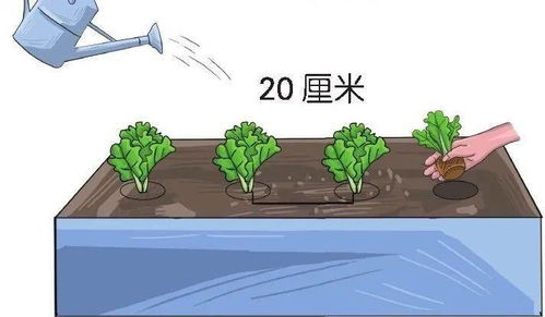 四、 风水视角下之家庭生活种植姜之吉凶论断