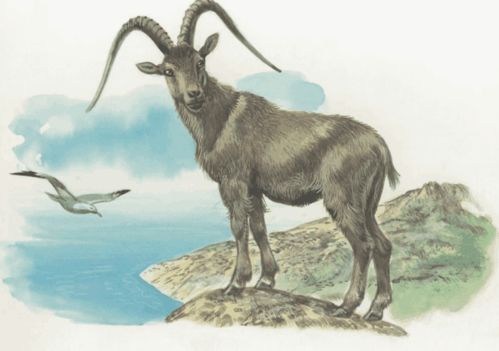 属羊9月和11月16日，哪些吉凶日能带来好运？