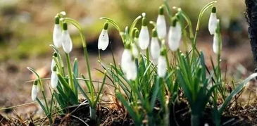 草木逢春猜生肖指的是哪个生肖？