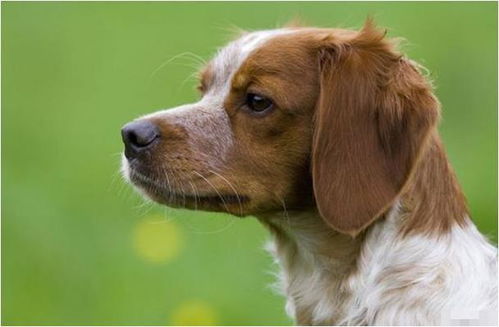 2026年属狗人贵人手机号大全，2006年属狗选什么手机号码？