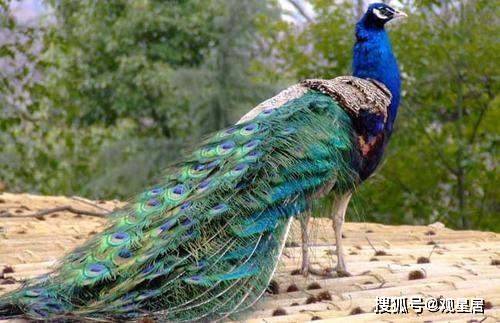 家里摆放孔雀羽毛，风水上可行吗？