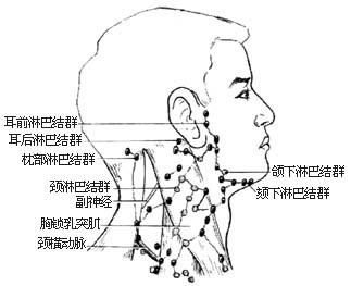 婴儿颈部淋巴结正常较大较小，你了解更多更少个？